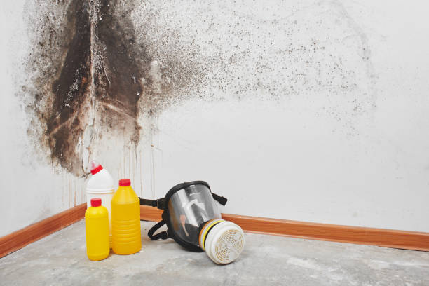 Best Toxic Mold Removal  in Inez, TX