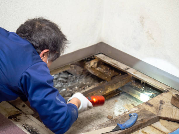 Best Office Mold Removal Services  in Inez, TX