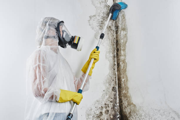 Best Residential Mold Removal  in Inez, TX