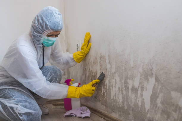 Best Local Mold Removal Service  in Inez, TX