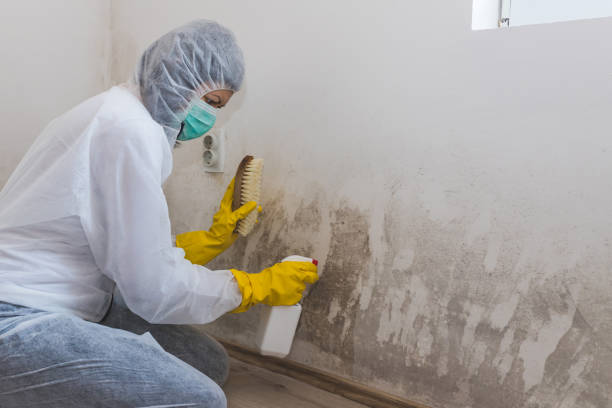 Best Office Mold Removal Services  in Inez, TX