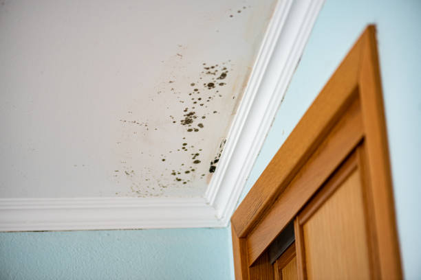 Best Toxic Mold Removal  in Inez, TX