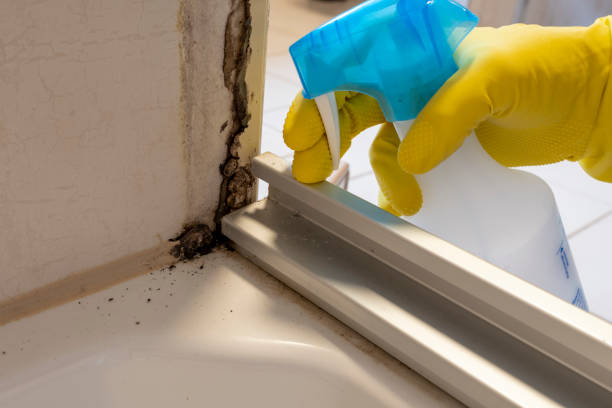 Best Same-Day Mold Removal  in Inez, TX