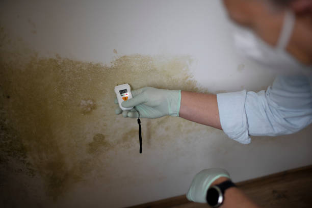 Trusted Inez, TX Mold Removal Experts