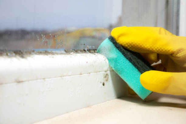 Home Mold Removal in Inez, TX