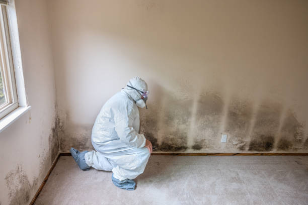 Best Commercial Mold Removal  in Inez, TX