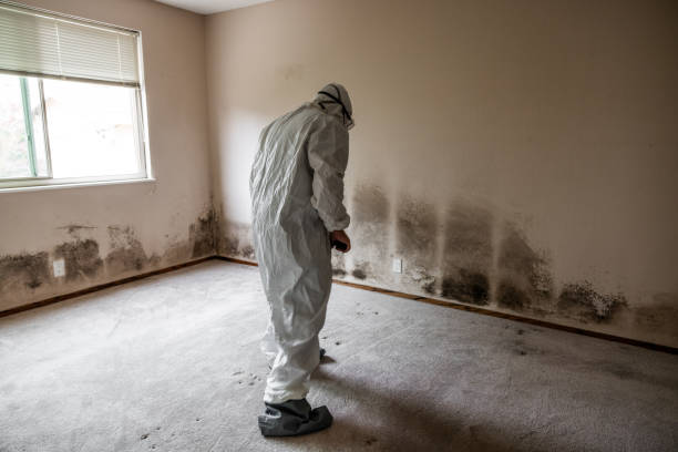 Best Mold Removal Company Near Me  in Inez, TX