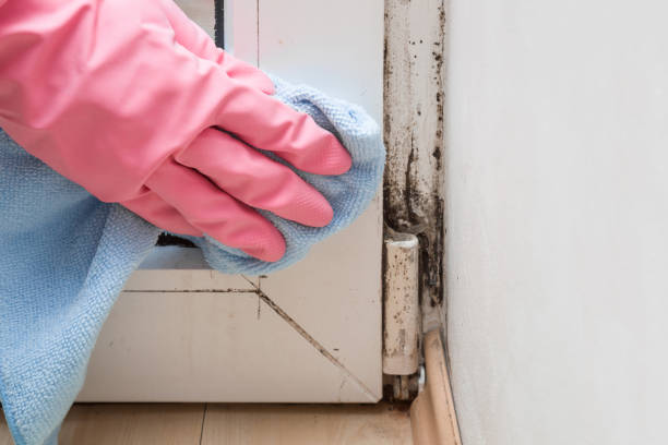 Best Emergency Mold Removal  in Inez, TX